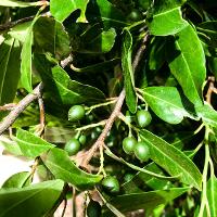 Prunus caroliniana (Carolina Cherry Laurel)
