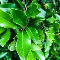 Prunus caroliniana (Carolina Cherry Laurel)