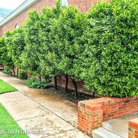Prunus caroliniana (Carolina Cherry Laurel)