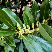 Prunus caroliniana (Carolina Cherry Laurel)