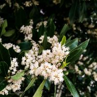 Prunus caroliniana (Carolina Cherry Laurel)