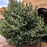 Prunus caroliniana (Carolina Cherry Laurel)