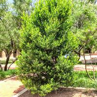 Prunus caroliniana (Carolina Cherry Laurel)