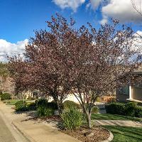 Prunus cerasifera (Purple Leaf Plum)