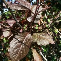 Prunus cerasifera (Purple Leaf Plum)