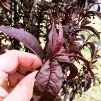 Prunus cerasifera (Purple Leaf Plum)