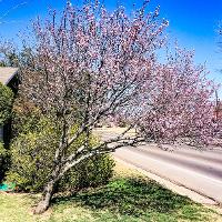 Prunus cerasifera (Purple Leaf Plum)