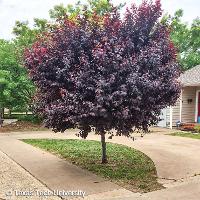 Prunus cerasifera (Purple Leaf Plum)