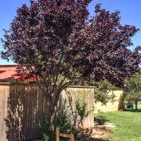 Prunus cerasifera (Purple Leaf Plum)