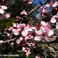 Prunus cerasifera (Purple Leaf Plum)