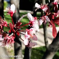 Prunus cerasifera (Purple Leaf Plum)