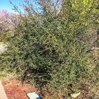 Pyracantha coccinea (Firethorn)