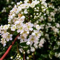 Pyracantha coccinea (Firethorn)