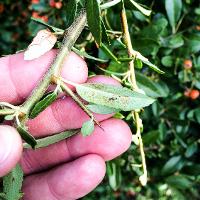 Pyracantha coccinea (Firethorn)