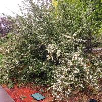 Pyracantha coccinea (Firethorn)