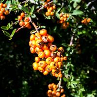 Pyracantha coccinea (Firethorn)