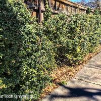 Pyracantha coccinea (Firethorn)