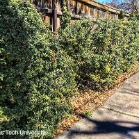 Pyracantha coccinea (Firethorn)