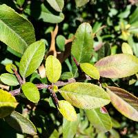 Pyracantha coccinea (Firethorn)