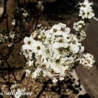 Pyrus calleryana ‘Bradford’ (Bradford Pear)