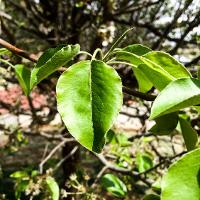 Pyrus calleryana ‘Bradford’ (Bradford Pear)
