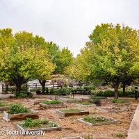 Pyrus calleryana ‘Bradford’ (Bradford Pear)