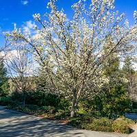 Pyrus calleryana ‘Bradford’ (Bradford Pear)