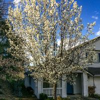 Pyrus calleryana ‘Bradford’ (Bradford Pear)