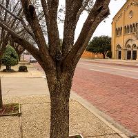 Pyrus calleryana ‘Bradford’ (Bradford Pear)