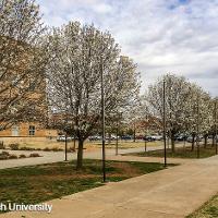 Pyrus calleryana ‘Bradford’ (Bradford Pear)