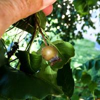 Pyrus calleryana ‘Bradford’ (Bradford Pear)