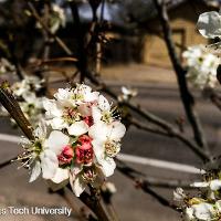 Pyrus calleryana ‘Bradford’ (Bradford Pear)