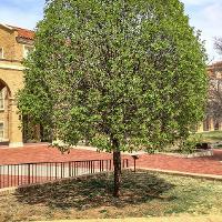 Pyrus calleryana ‘Bradford’ (Bradford Pear)