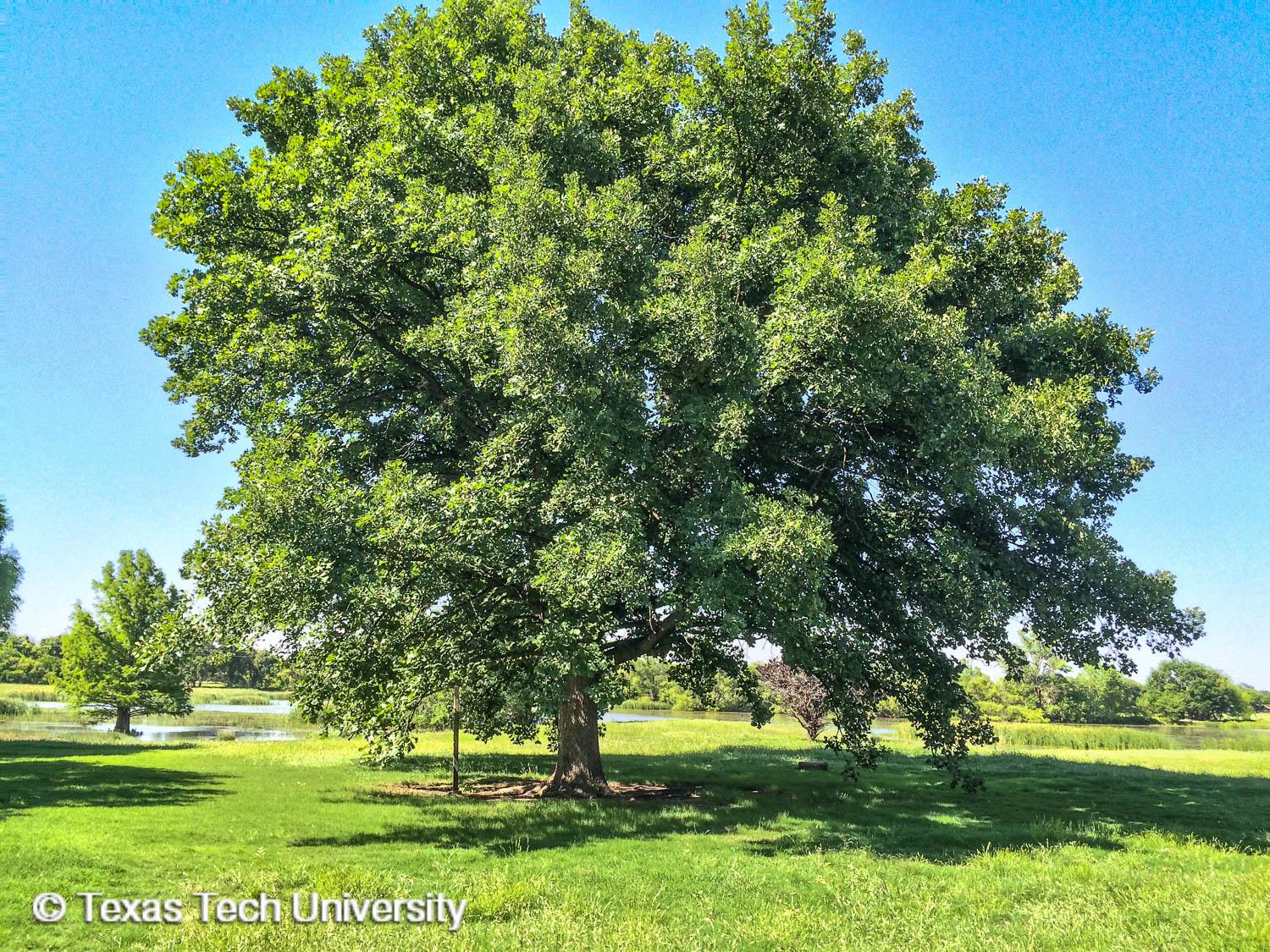 macrocarpa quercus oak bur mossycup ttu