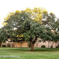 Quercus macrocarpa (Bur Oak, Mossycup Oak)