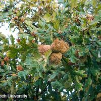 Quercus macrocarpa (Bur Oak, Mossycup Oak)