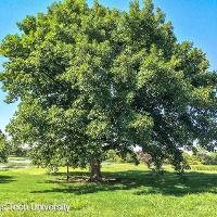 Quercus macrocarpa (Bur Oak, Mossycup Oak)
