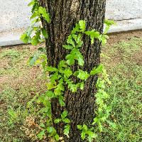 Quercus macrocarpa (Bur Oak, Mossycup Oak)