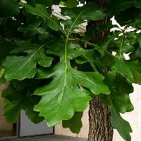 Quercus macrocarpa (Bur Oak, Mossycup Oak)