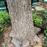 Quercus macrocarpa (Bur Oak, Mossycup Oak)