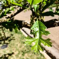 Quercus macrocarpa (Bur Oak, Mossycup Oak)