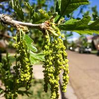 Quercus macrocarpa (Bur Oak, Mossycup Oak)