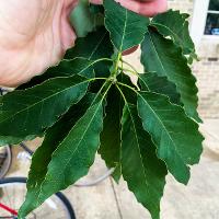 Quercus muehlenbergii (Chinkapin Oak)