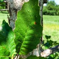 Quercus muehlenbergii (Chinkapin Oak)