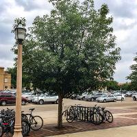 Quercus muehlenbergii (Chinkapin Oak)