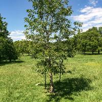 Quercus muehlenbergii (Chinkapin Oak)