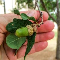 Quercus polymorpha (Monterey Oak)