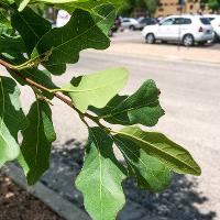 Quercus polymorpha (Monterey Oak)