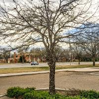 Quercus polymorpha (Monterey Oak)
