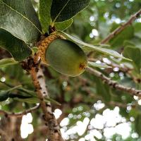 Quercus polymorpha (Monterey Oak)